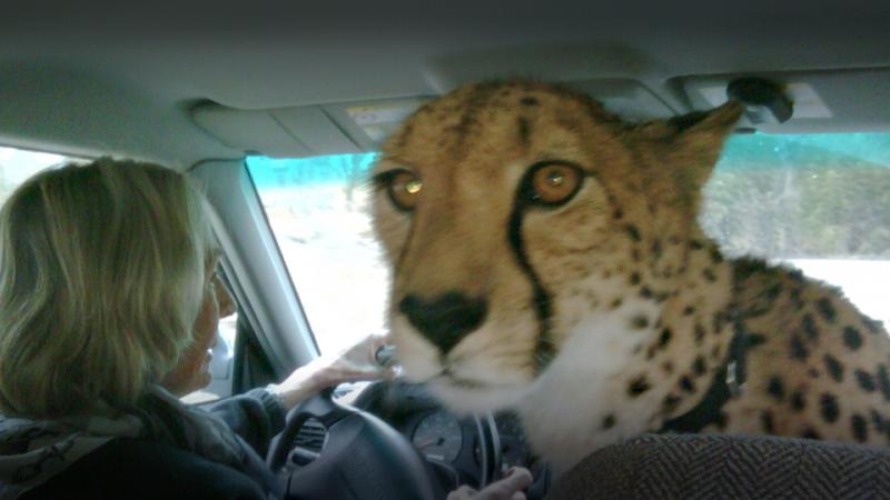 Jeremiah Johnson mug shot charged eavesdropping distracted driving cheetah law
